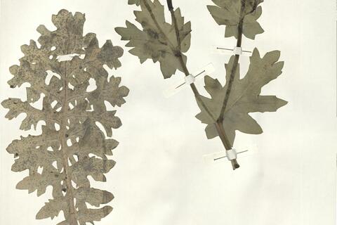 Glaucium flavum Crantz -  RO-HSepv 14051 photo