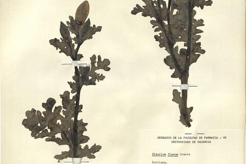 Glaucium flavum Crantz -  RO-HSepv 12160 photo