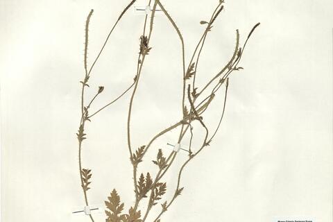 Roemeria hybrida (L.) DC. subsp. dodecandra (Forssk.) Maire -  RO-HSepv 16024 photo