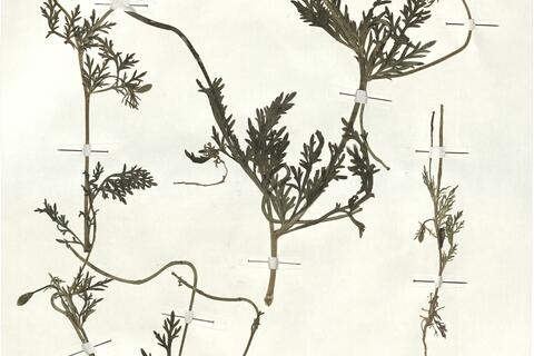 Roemeria hybrida (L.) DC. subsp. hybrida -  RO-HSepv 17916 photo