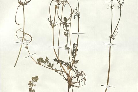 Hypecoum imberbe Sm. -  RO-HSepv 17915 photo