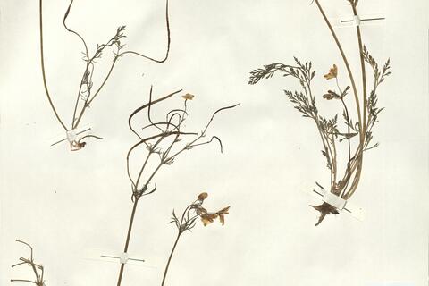 Hypecoum imberbe Sibth. & Sm. -  RO-HSepv 14052 photo