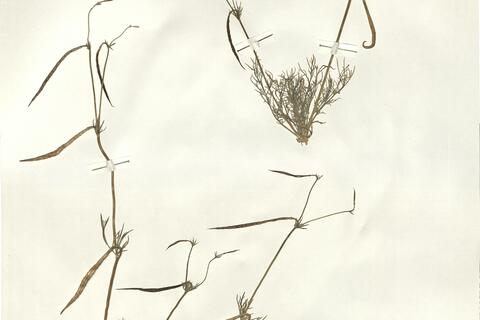 Hypecoum pendulum L. -  RO-HSepv 16022 photo