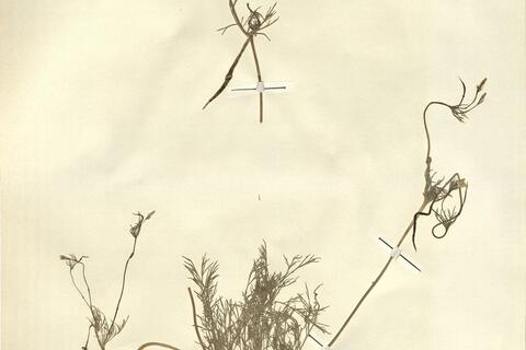 Hypecoum pendulum L. -  RO-HSepv 13083 photo