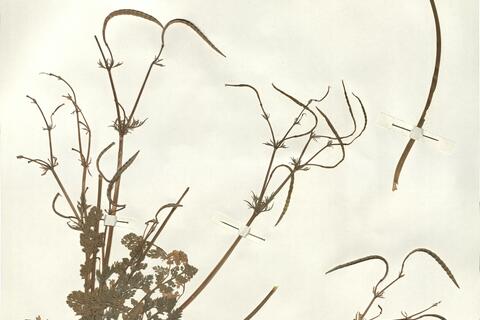 Hypecoum procumbens L. subsp. duriaei (Pomel) Batt. var. duriaei -  RO-HSepv 14053 photo