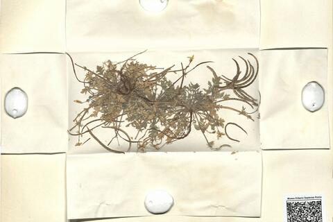 Hypecoum procumbens L.  -  RO-HSepv 11238 photo