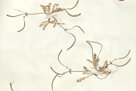 Hypecoum torulosum Å. Dahl  -  RO-HSepv 15033 photo