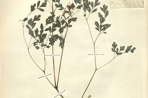 Pseudofumaria alba (Mill.) Lidén subsp. alba  -  RO-HSepv 13084 photo