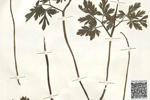Corydalis cava (L.) Schweigg. & Koerte -  RO-HSepv 15031 - immagine 2