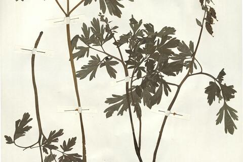 Corydalis cava (L.) Schweigg. & Koerte -  RO-HSepv 15031 photo