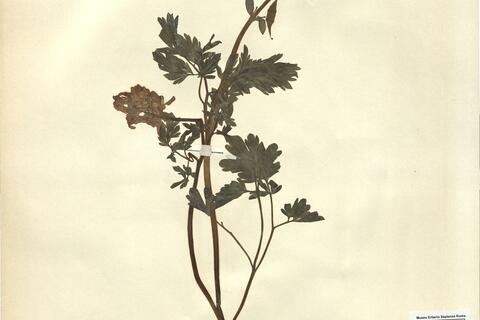 Corydalis bulbosa (L.) DC. subsp. bulbosa -  RO-HSepv 11237 photo