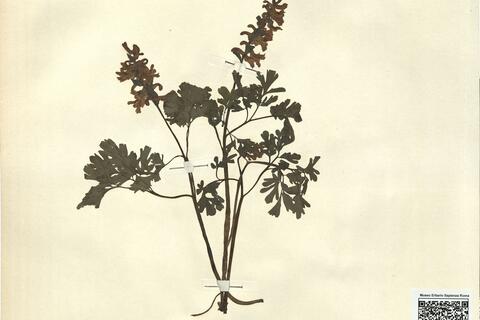 Corydalis bulbosa (L.) DC. subsp. bulbosa -  RO-HSepv 11236 photo