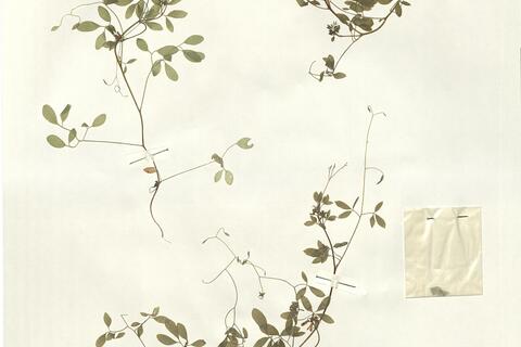 Ceratocapnos claviculata (L.) Lidén subsp. claviculata -  RO-HSepv 16021 photo