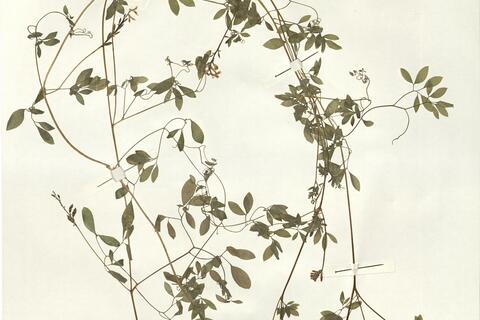 Ceratocapnos claviculata (L.) Lidén subsp. claviculata -  RO-HSepv 15030 photo