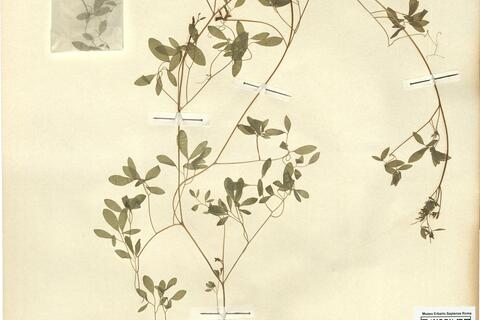 Corydalis claviculata (L.) DC. subsp. claviculata -  RO-HSepv 12158 photo