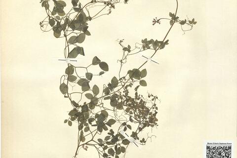 Ceratocapnos heterocarpa Durieu -  RO-HSepv 11235 photo