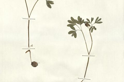 Corydalis intermedia (L.) Mérat -  RO-HSepv 13078 photo