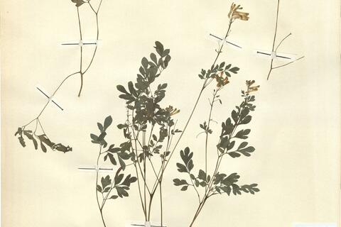 Pseudofumaria lutea (L.) Borkh. -  RO-HSepv 13085 photo