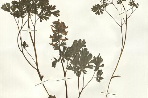 Corydalis solida (L.) Clairv. subsp. solida -  RO-HSepv 14047 photo