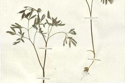 Corydalis solida (L.) Swartz subsp. solida -  RO-HSepv 13079 photo