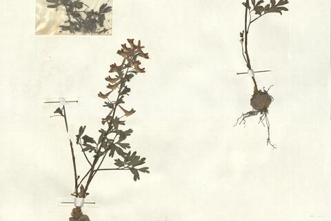 Corydalis solida (L.) Swartz subsp. solida -  RO-HSepv 13080 photo