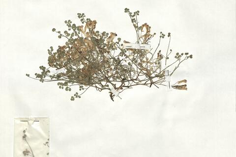 Sarcocapnos enneaphylla (L.) DC. -  RO-HSepv 18980 photo