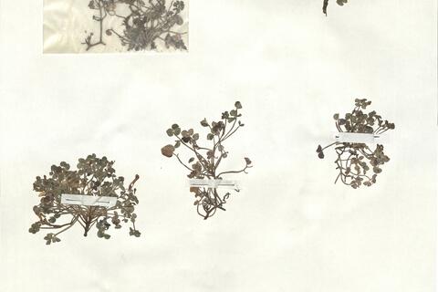 Sarcocapnos enneaphylla (L.) DC. -  RO-HSepv 17917 photo