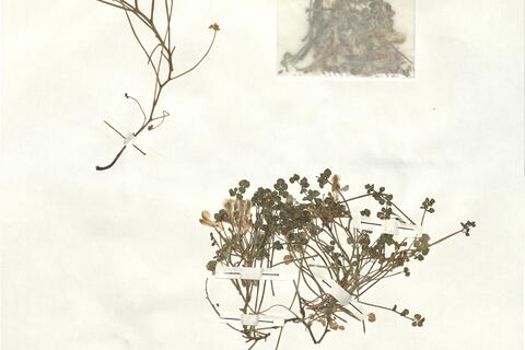 Sarcocapnos enneaphylla (L.) DC. -  RO-HSepv 16933 photo