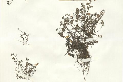 Sarcocapnos enneaphylla (L.) DC. -  RO-HSepv 15035 photo