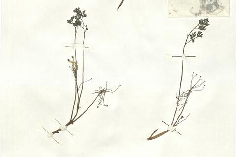 Rupicapnos africana (Lam.) Pomel subsp. decipiens (Pugsl.) Maire -  RO-HSepv 16932 photo