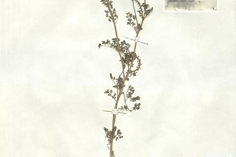 Fumaria bracteosa Pomel -  RO-HSepv 16927 photo