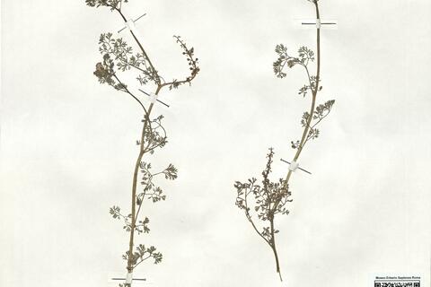 Fumaria densiflora DC. -  RO-HSepv 18978 photo