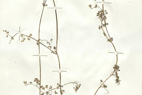 Fumaria capreolata L. subsp. capreolata -  RO-HSepv 16929 photo