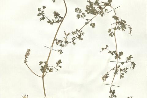 Fumaria capreolata L. subsp. capreolata -  RO-HSepv 16928 photo