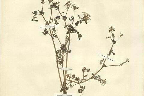 Fumaria capreolata L. subsp. capreolata -  RO-HSepv 13081 photo