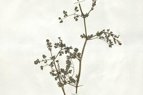 Fumaria macrocarpa Parl. subsp. macrocarpa -  RO-HSepv 18979 photo