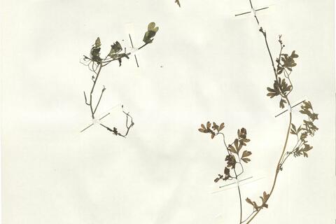 Fumaria macrosepala Boiss. -  RO-HSepv 15032 photo