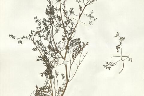 Fumaria officinalis L. -  RO-HSepv 14050 photo