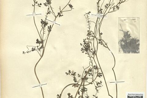 Fumaria officinalis L. -  RO-HSepv 12159 photo