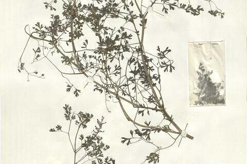 Fumaria officinalis L. subsp. officinalis -  RO-HSepv 14049 photo