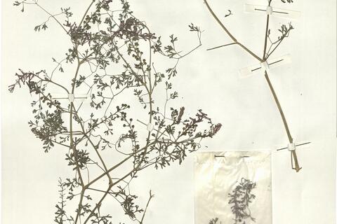 Fumaria officinalis L. subsp. officinalis -  RO-HSepv 14048 photo