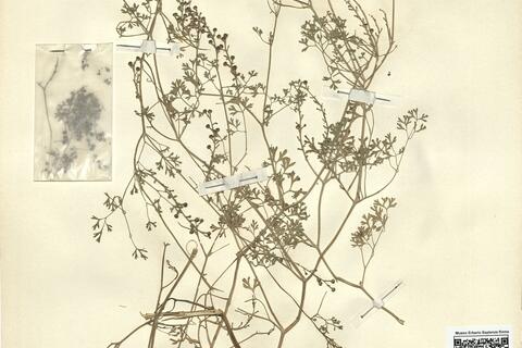 Fumaria officinalis L. subsp. wirtgenii (Koch) P.D. Sell -  RO-HSepv 13082 photo