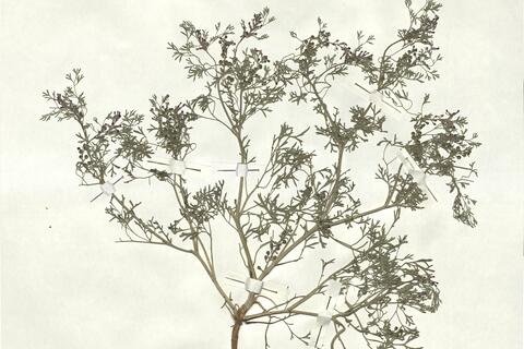 Fumaria schleicheri Soyer-Will. -  RO-HSepv 16930 photo