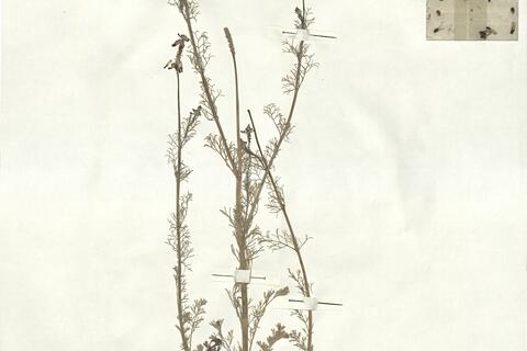 Platycapnos tenuiloba Pomel subsp. tenuiloba -  RO-HSepv 16931 photo