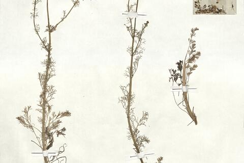 Platycapnos tenuiloba Pomel subsp. tenuiloba -  RO-HSepv 16931 - immagine 2