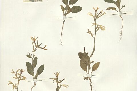 Matthiola chenopodiifolia Fisch. & Mey. -  RO-HSepv 14092 photo