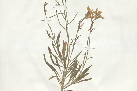 Matthiola fruticulosa (L.) Maire subsp. fruticolosa -  RO-HSepv 19018 photo