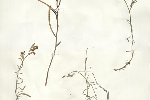 Matthiola fruticulosa (L.) Maire subsp. fruticolosa -  RO-HSepv 16071 - immagine 2
