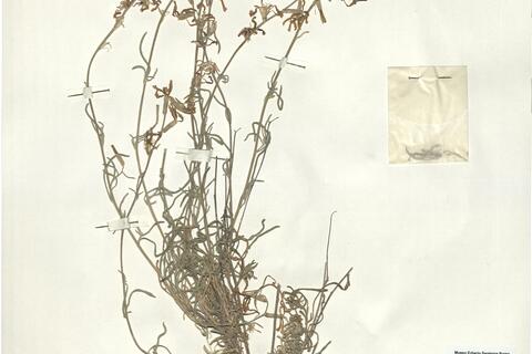 Matthiola fruticulosa (L.) Maire subsp. fruticolosa -  RO-HSepv 16071 photo