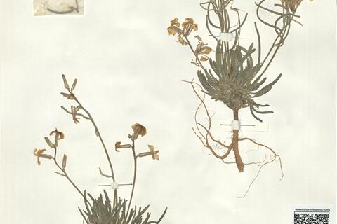 Matthiola italica (Conti) Tammaro -  RO-HSepv 15083 photo